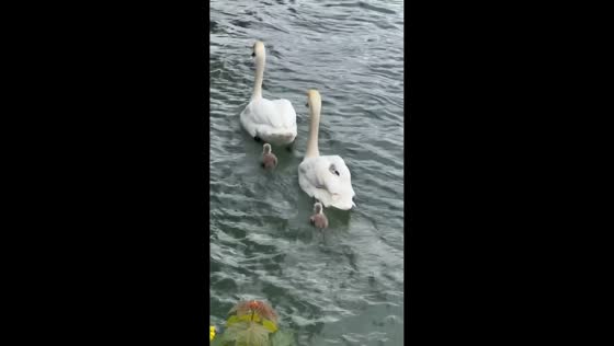Adorable swan carries baby swan on its back in Lake Thun, Switzerland