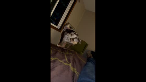 Dog jumps on window after harness removal in Wisconsin, USA