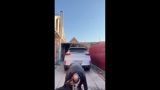 Dog bumps head during morning workout in Kostanay, Kazakhstan