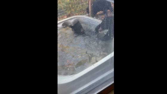 Black bears enjoy jacuzzi bath in Gatlinburg, Tennessee
