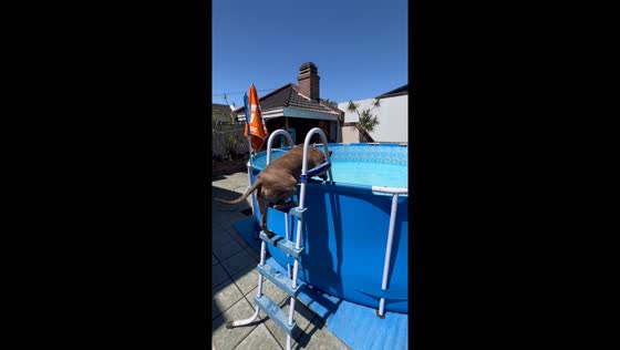 Dog climbs ladder to pool and swims funny in Buenos Aires, Argentina