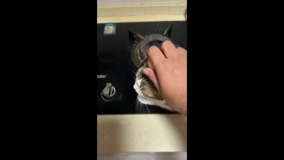 Cat becomes unexpected helper as owner cracks egg in a playful way in Liaoning, China