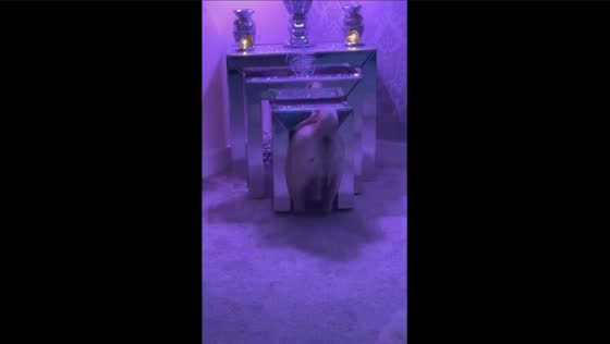 Adorable dog gets stuck under table chasing treat in hilarious video!