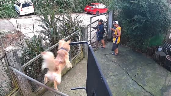 Dog jumps fence to escape in Baguio, Philippines