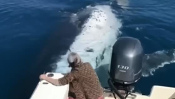A giant whale swam right up to a boat in Australia!