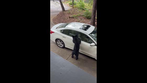 Bear tries to open car door before getting startled when it opens in Gatlinburg, Tennessee, USA