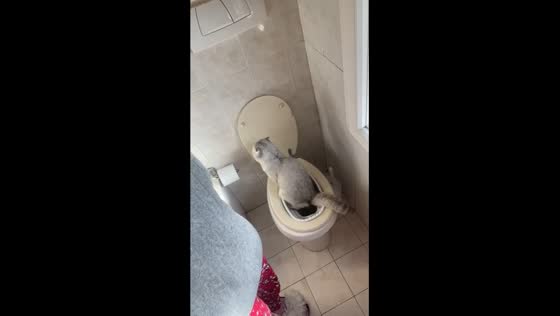 Cat takeover: Skyler's bathroom coup in Liguria, Italy