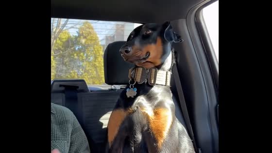 Dog gives funny look as owner pats baby in car