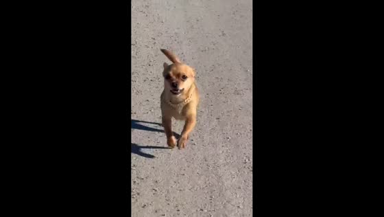 Excited chihuahua runs to greet owner in Calgary, Canada