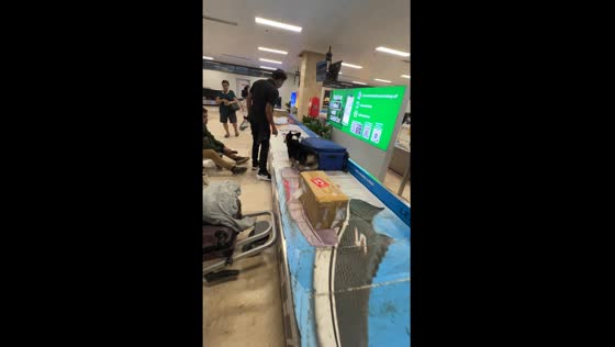 Corgi Boss delights passengers with luggage antics in Cebu