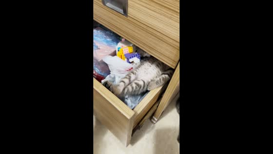 Kitten surprises owner inside a drawer in Guangdong, China