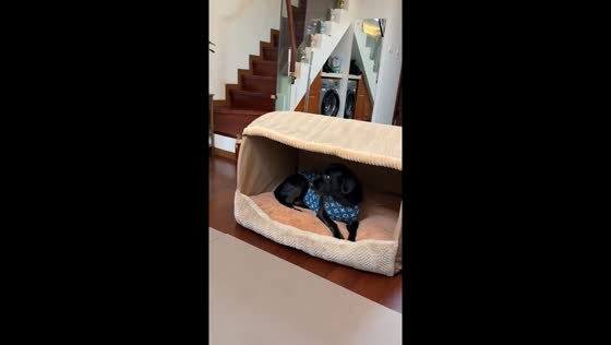 Dogs take turns in cozy bed in Jiangsu, China