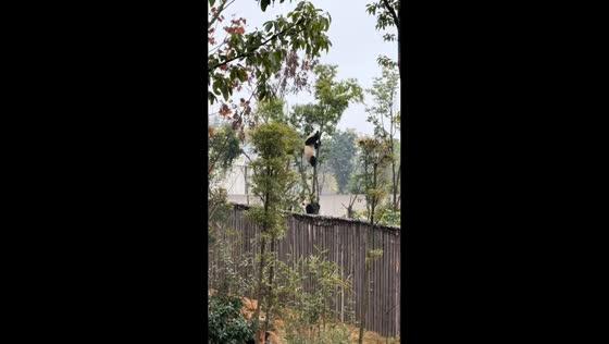 Panda falls after branch snaps during climb in Chengdu, China