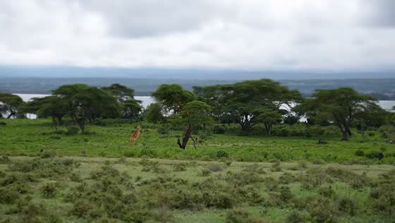 Antelope makes long leaps across open field in Crescent Island, Kenya