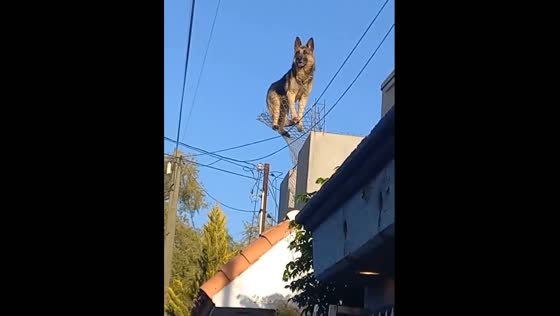 Dog balances on wire mesh at edge of building in Tecate, Mexico