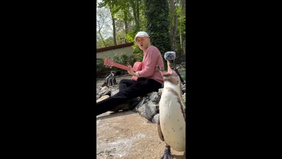 Penguin joins artist singing at French zoo in ZooParc de Beauval, Saint-Aignan, Centre, France
