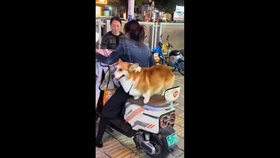 Corgi confidently balancing on scooter in Yunnan, China
