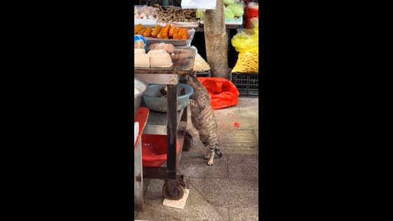 Cat stealthily steals dried fish from market display in Hubei, China