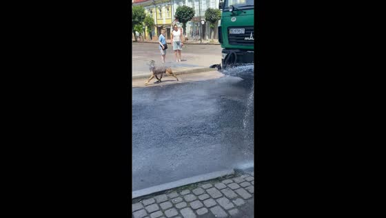 Dog plays with water from truck in Sambir, Ukraine