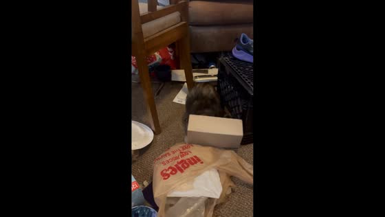 Kitten gets head stuck in drink holder in Asheville, USA
