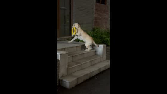Dog gets stuck in toy ring in Guangdong, China