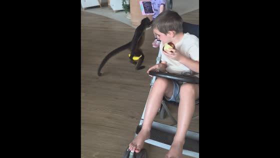 Monkey snatches bananas from children at hotel in Riviera Maya, Mexico