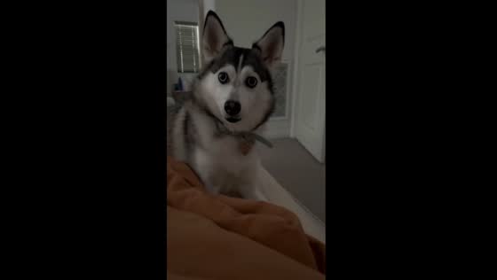 FRAP frenzy: Sapphie's zoomies take over the house!