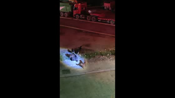 Bear chased by dogs near a residential area in Shanxi, China