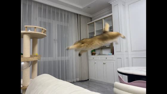 Chubby cat struggles to jump from table in Shandong, China
