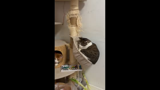 Loud hammock squeak sends two cats running in Beijing, China