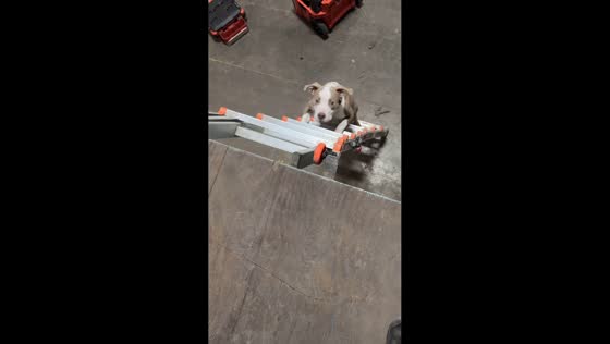 Playful dog attempts to climb ladder in Kinston, North Carolina, USA