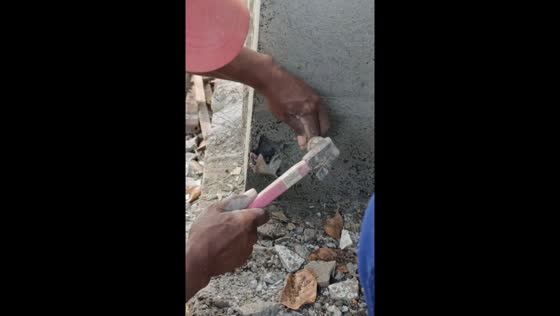 Gecko rescued from fresh cement in Jember, Indonesia