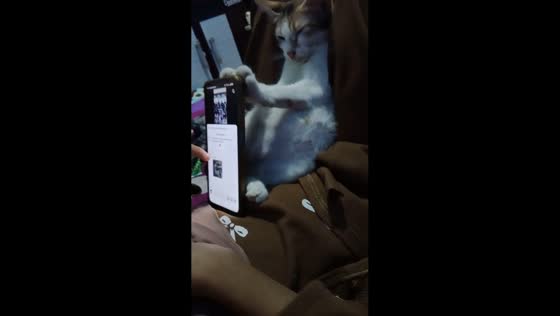 Cat holds phone while resting on girl’s lap in Bekasi, Indonesia