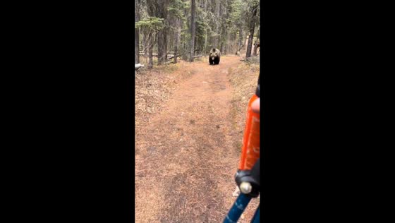 Grizzly bear encounter on hiking trail in Banff, Alberta, Canada