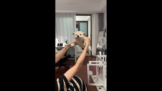 Stiff dog flies for the first time, tail keeps wagging in Jiangsu, China