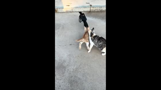 Magpie escapes after cats' chase takes an unexpected turn in Hebei, China