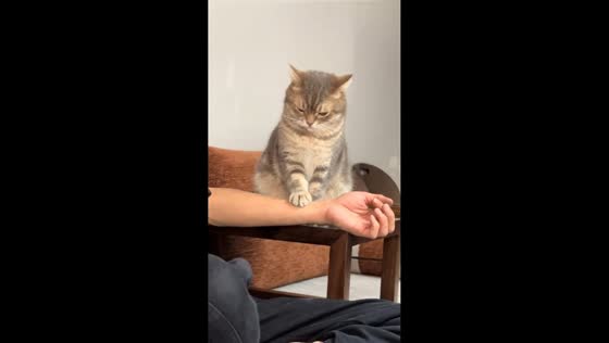 British Shorthair cat gently interacts with owner on couch in Guangdong, China