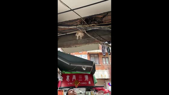 Man catches falling kitten in Shanghai, China