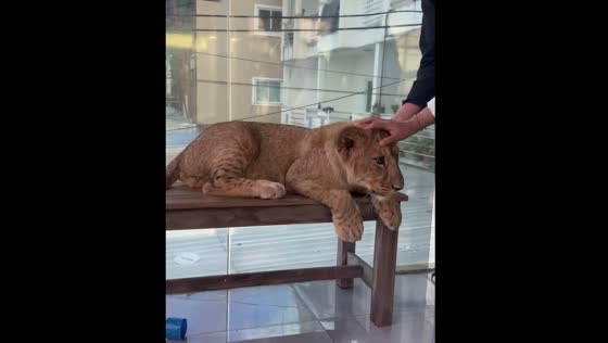 Lion cub playfully attacked a woman in Phuket, Thailand