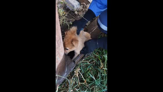 Rescuers save plump puppy stuck in pipe in Ukhta, Russia