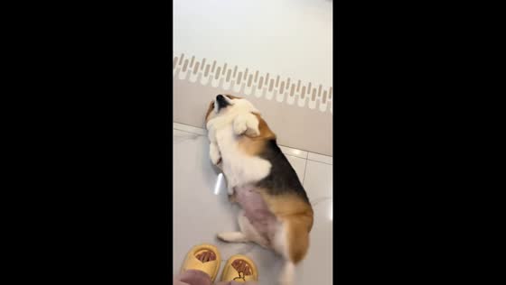 Corgi repeatedly flops onto floor while following owner in Yunnan, China
