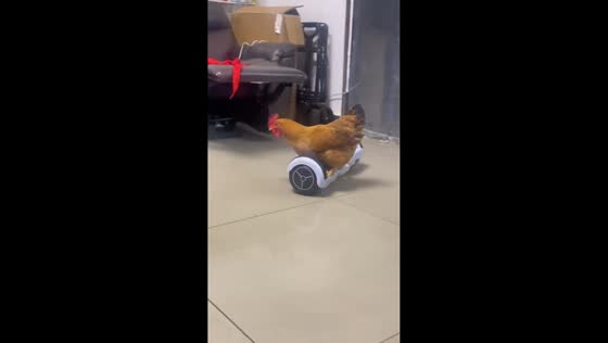 Chicken skillfully rides a hoverboard in Guangzhou, China
