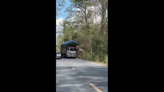 Truck stops for elephant in Tha Takiab, Chachoengsao, Thailand