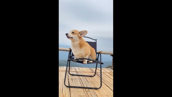 Corgi sitting on shaking chair in Chonburi, Thailand