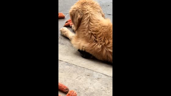 Dog accidentally lies on baby chick in Sichuan, China