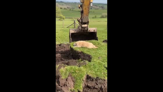 Dog calmly rests on soil lifted by excavator in Settle, England, UK