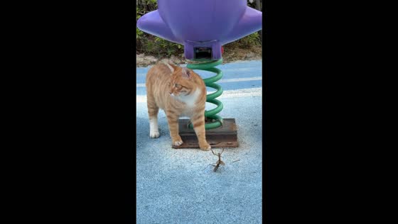 Praying mantis appears to challenge an orange tabby cat in Anhui, China