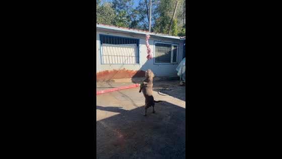 Playful dog repeatedly leaps for swinging rope toy in Jilin, China