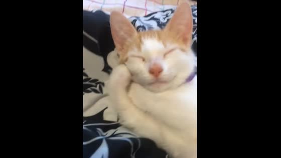 This Cat Sleeps with its Paws Crossed and Head on Them - So Adorable!