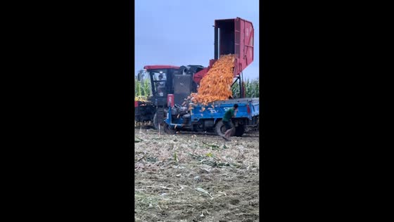 Massive corn harvest unload nearly hits worker in Henan, China